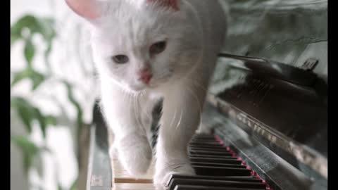 Funny Cat Piano Music