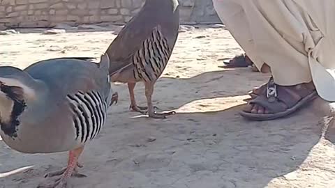 Cute Funny Birds🐦p Eating Food In The Hand of a little baby boy.