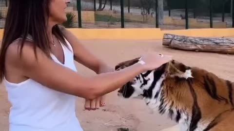 A bold lady plays with a Tiger