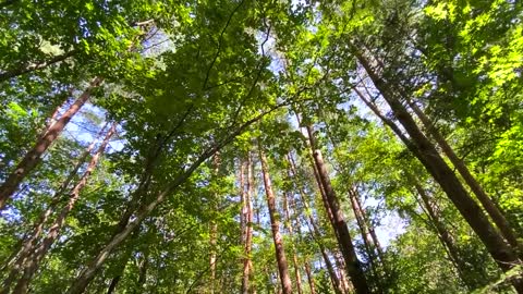 Forest Walk, walk in the woods