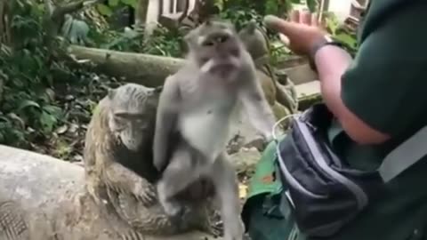 Very Funny Actions of Monkeys #shorts #viral #shortsvideo #video