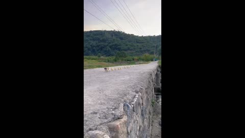 Puppy leads a group of ducklings across the bridge