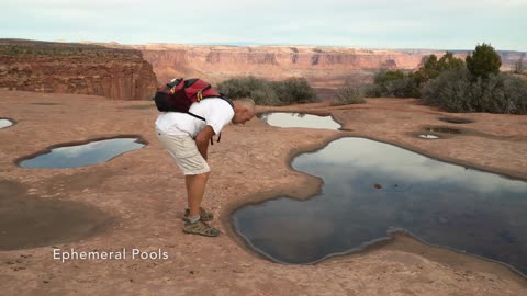 Fairy Shrimp in Canyonlands Ephemeral Pool ~ Macro Footage Highlights