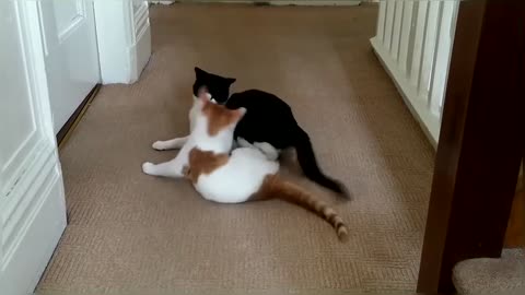 Funny ! Cat Fight