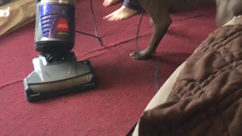 Dog attacks vacuum