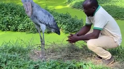 bird looks 4.8 million years old