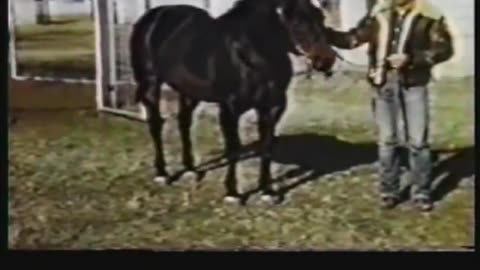 Poco Bueno - Quarter Horse Stallion (1944-1969)