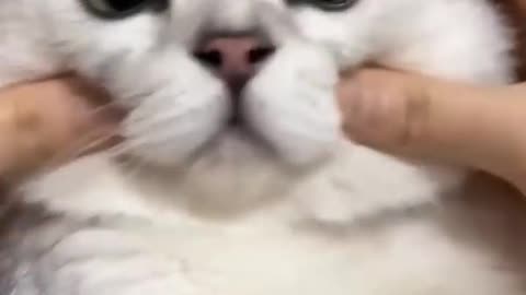 Cute funny cat see