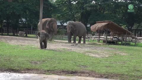 Cute funny Baby Elephant