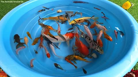 Betta Koi Pleco Snail Carp Fish Goldfish Angelfish Guppy Guppies Catfish animals Videos