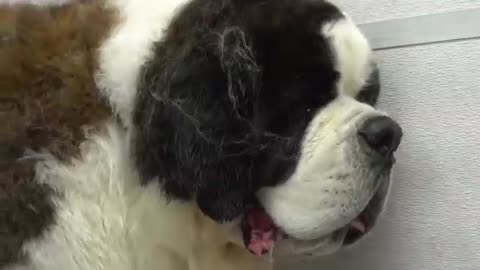 This St. Bernard is MASSIVE - 200lbs