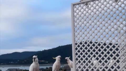 "The Altruistic Avian: Feeding One Bird and the Unexpected Formation of Feathered Friendships"