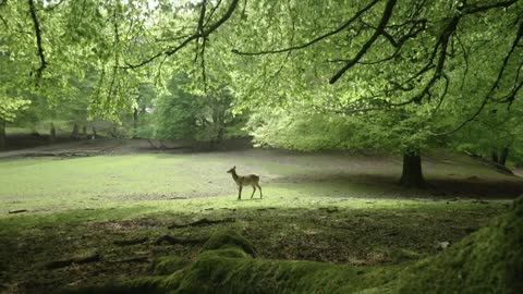 deer and camera