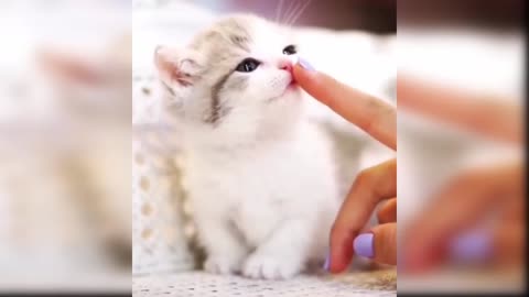 Baby_Cats_Cute And_Funny_Cats_Videos_Compilation