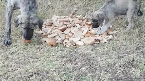 Puppy eating with big dog