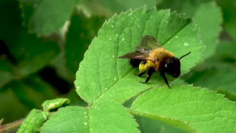 Cute Bumble Bee