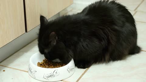 Big black maine coon cat eating from the bowl