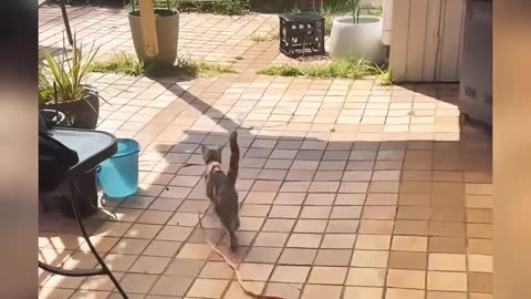 Cats with extraordinary skills