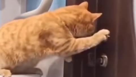 Cats open the door ***what a funny video Amazing 😍 8**