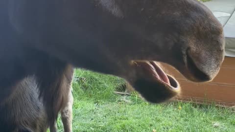 Moose Eats from Human's Hand