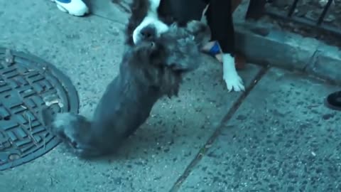 Pitbull attack Dogs