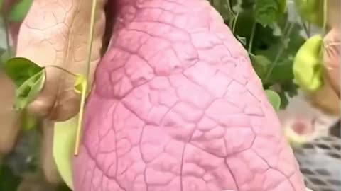 Aristolochia Gigantea flower plants striking similarity to human lungs