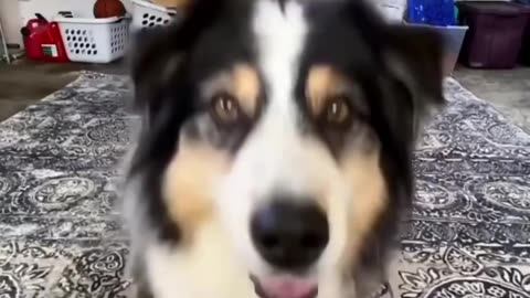 Sweet Dog Funny Moments