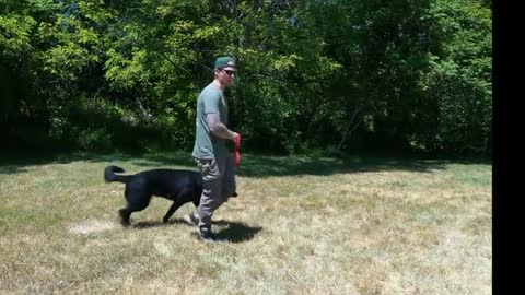 EXTREMELY LEASH AGGRESSIVE GERMAN SHEPHERD TRIES TO ATTACK DOG! (HOLY CRAP!)