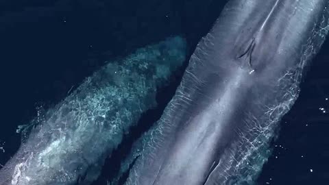 Whale breathing#beautyful scene