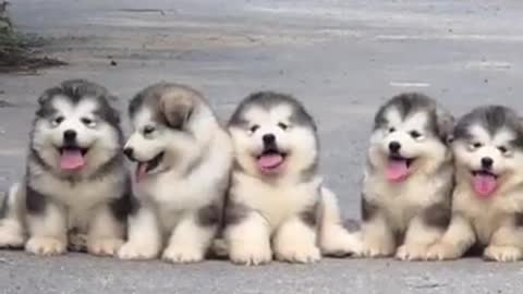 Distilled Cuteness For FREE | Husky