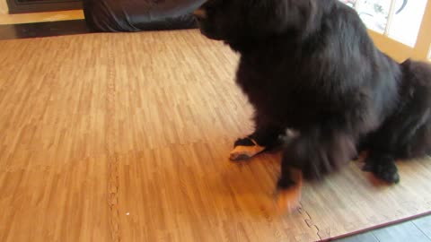 Dog gets ready for ballet class