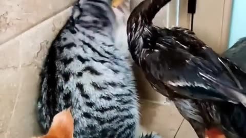 Duck and cat fight