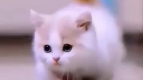 cute kitten videos short leg cat-