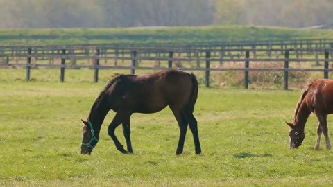 5 MINUTES of BEAUTIFUL THOROUGHBRED HORSES