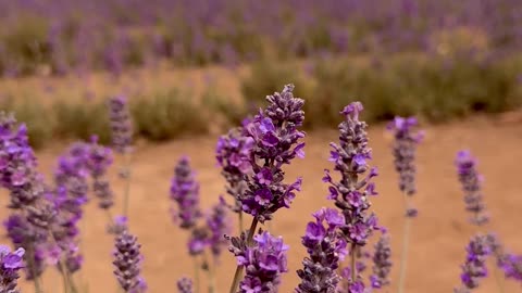 nature. rest. relaxation violet. mountain landscape