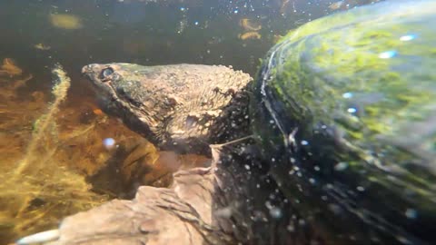 Snapping Turtle