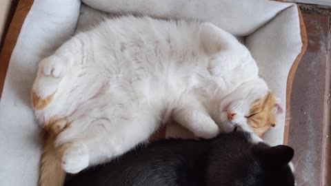 Cute Chubby Cat Shows His Belly