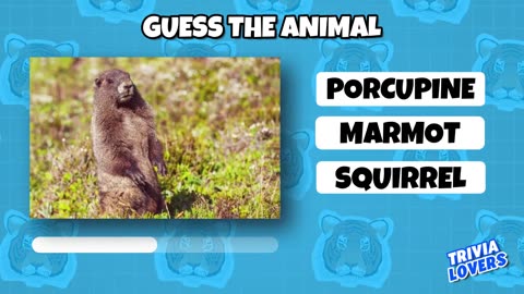 Guess the Animal Quiz 🐶🐸 Fun Facts about Animals you didn't even know - Animal Species Quiz Game