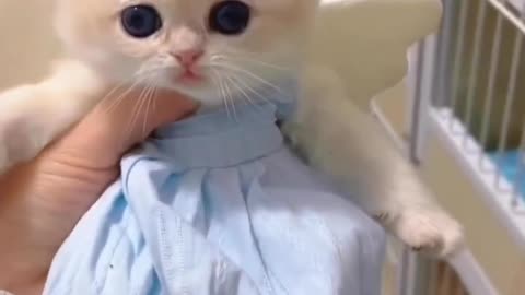 Cute kitty video,kitty,cat video,cute cat video