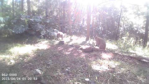 Wallaby Brothers of the Eternal Sunlight. Is This What Heaven Looks Like?