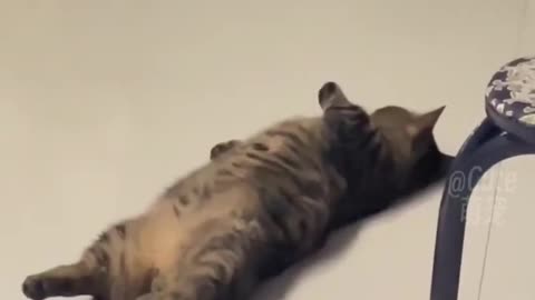 Funny video with cat