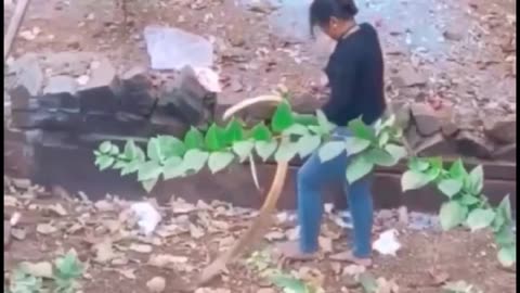 Two snakes rescue at one Time by this Brave Girl