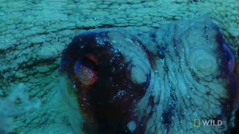 Mantis_Shrimp_vs_Octopus___Ocean_Fight_Night