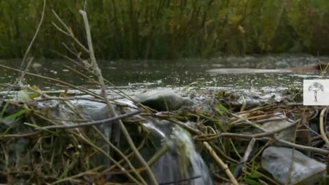 This Beaver Dam is So Huge, You Can See It from Space | Climate Heroes