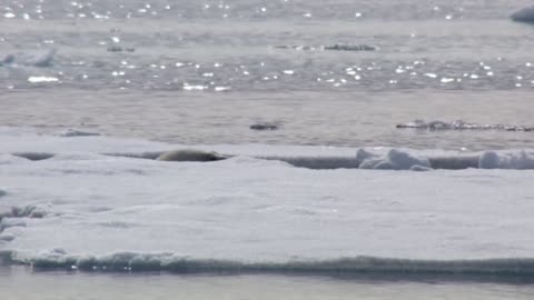 Hungry polar bear Ambushes seal - the hunt