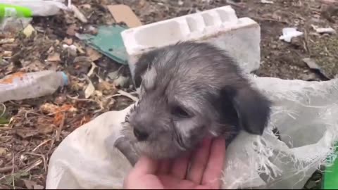 Breaking news!! 😟😯 Thank god they rescued those puppies 🐶❤️#dogs #puppies #rescue #viralvideo