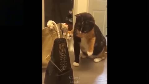 Cat and dog funny video