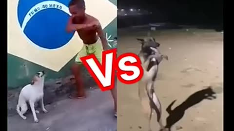 Brazil vs Indian dog compared videos 🐶#viral videos #shorts