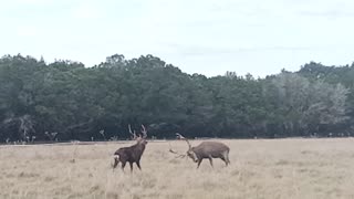 Deer Fight