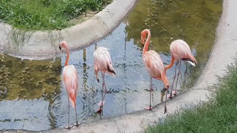 Beautiful Birds. Exotic birds.